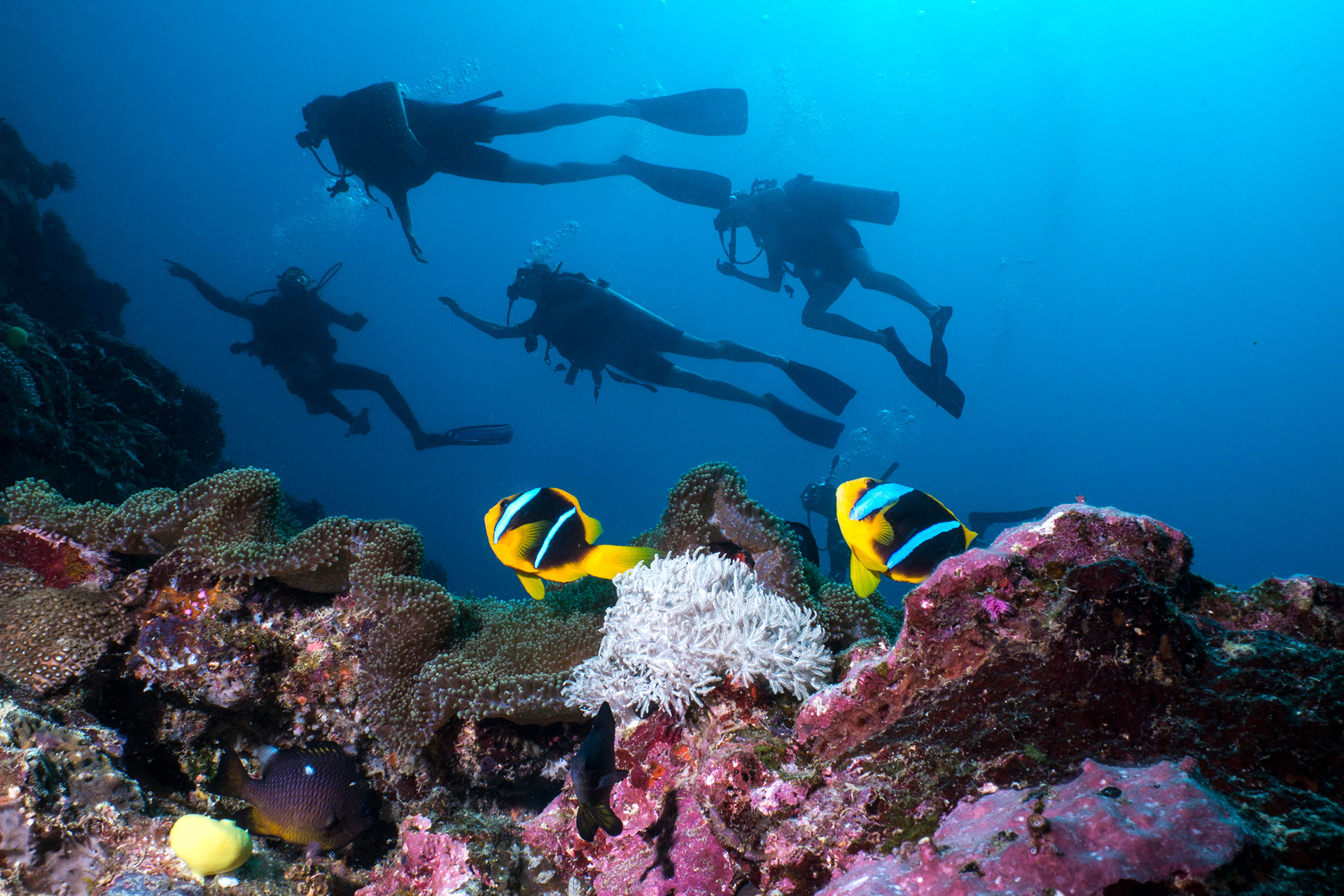 Image showing Diving Experiences. Unrivaled dive sites of the Koro Sea Fiji