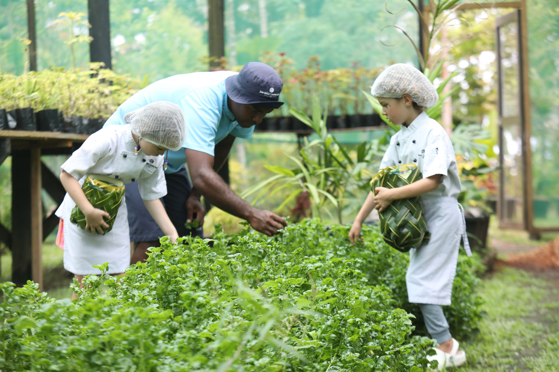 An image of two children at Jean-Michel Costeau Resort, Fiji's Organic Garden harvesting fresh produce to assist in the preparation and delivery of either lunch or dinner for the day as part of a ‘Junior Chef’s Program’ for 6 to 12 year olds.