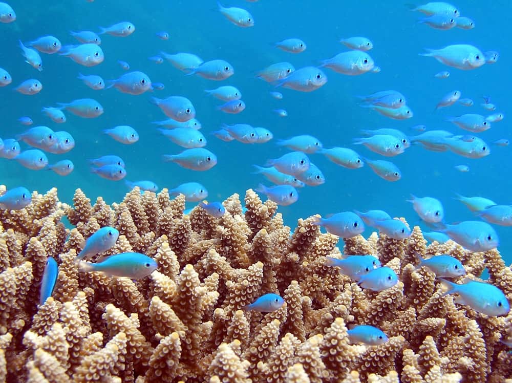 Learn how you can help preserve the coral reefs of Fiji.