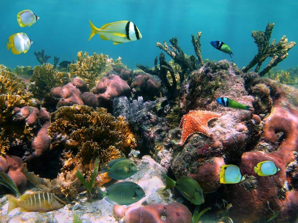 Swim with the fish of Fiji.