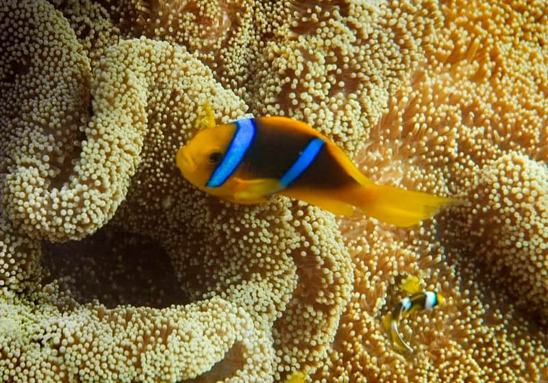 What animals will you spot while on holiday in Fiji?